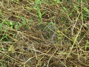 IMG_1458.JPG