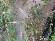 IMG_1467.JPG
