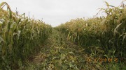 IMG_7275.JPG