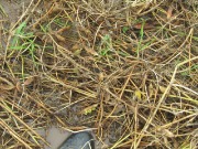 IMG_1462.JPG