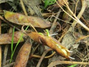 IMG_1442.JPG