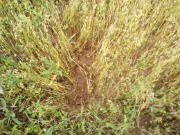 IMG-20190821-WA0006-1.jpg