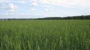 IMG_9321.JPG