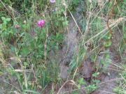 IMG_1466.JPG