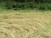 IMG_1446.JPG